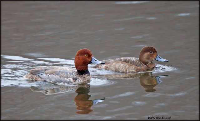 _2SB2353 redhead pair.jpg
